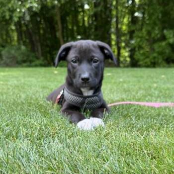Roy -  Mixed Breed Dog for Adoption in West Olive, Michigan - Roy | PetCurious