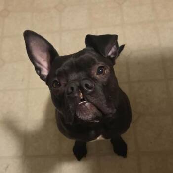 Doobie -  Pit Bull Terrier Dog for Adoption in Alma, Michigan - Doobie | PetCurious