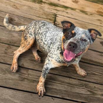Keke -  Cattle Dog Dog for Adoption in New York, New York - Keke | PetCurious