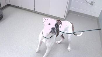 JAMES -  Boxer and Mixed Breed Dog for Adoption in Omaha, Nebraska - JAMES | PetCurious