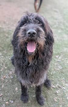 Irish Wolfhound Dogs Available for Adoption - Pringles | PetCurious