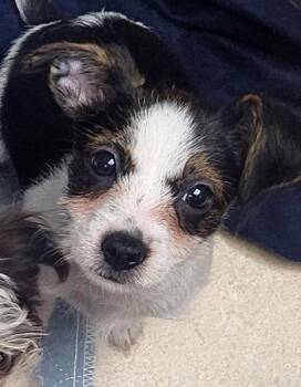 Gizmo -  Shih Tzu and Maltese Dog for Adoption in Oakland Park, Florida - Gizmo | PetCurious