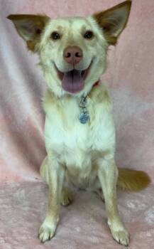 Dani -  Shetland Sheepdog Sheltie and Border Collie Dog for Adoption in New York, New York - Dani | PetCurious