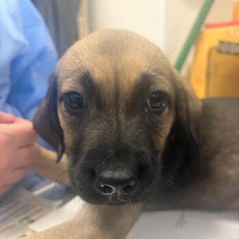 Five Below -  Labrador Retriever Dog for Adoption in Pekin, Illinois - Five Below | PetCurious