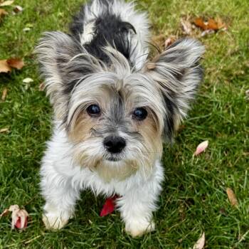 Rescue Terrier Dogs for Adoption in Rochester, New York - Sawyer | PetCurious