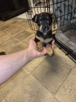 Dachshund and Yorkshire Terrier Dogs Available for Adoption in Pomfret, Connecticut - CORAL REEF | PetCurious