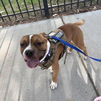 Roscoe -  Pit Bull Terrier Dog for Adoption in Chicago, Illinois - Roscoe | PetCurious