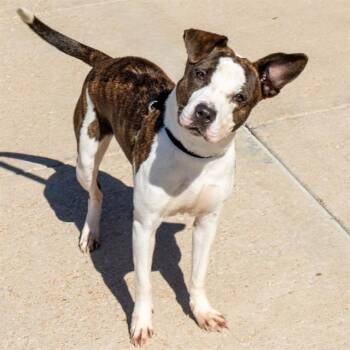 SAPPHO -  Pit Bull Terrier and Mixed Breed Dog for Adoption in St. Louis, Missouri - SAPPHO | PetCurious