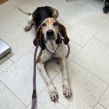 Mixed Breed Dogs Available for Adoption - Eileen | PetCurious