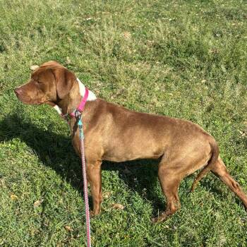 Pit Bull Terrier Dogs Available for Adoption in Dallas, Texas - Jacko | PetCurious