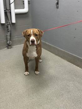 DOC -  Pit Bull Terrier Dog for Adoption in Las Vegas, Nevada - DOC | PetCurious