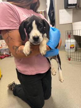 Fish Stick -  Pointer Dog for Adoption in Hopkinsville, Kentucky - Fish Stick | PetCurious