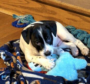 Horace -  Border Collie and Australian Shepherd Dog for Adoption in Fredericksburg, Virginia - Horace | PetCurious