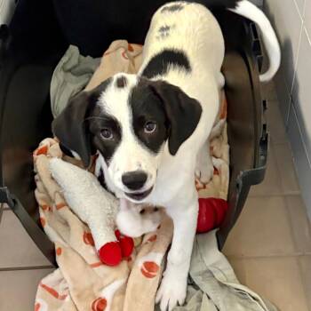 Daytona -  Mixed Breed Dog for Adoption in Westhampton, New York - Daytona | PetCurious