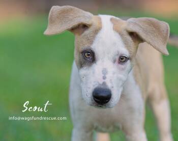Rescue Labrador Retriever and Catahoula Leopard Dog Dogs for Adoption in Houston, Texas - Scout | PetCurious
