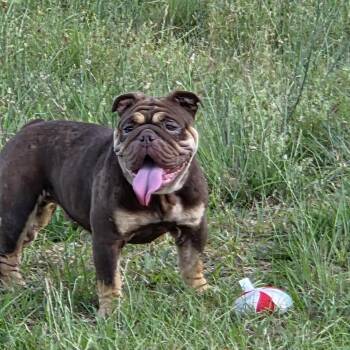 Nadia -  English Bulldog Dog for Adoption in Columbia, South Carolina - Nadia | PetCurious