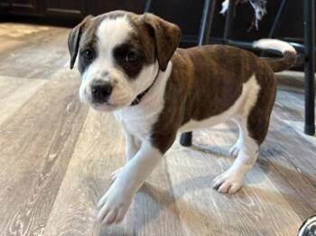 Mythical -  Pit Bull Terrier Dog for Adoption in Newport, Kentucky - Mythical | PetCurious