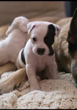 Nox -  Labrador Retriever and Pit Bull Terrier Dog for Adoption in Newnan, Georgia - Nox | PetCurious