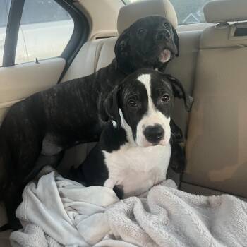 Rescue Mastiff and Labrador Retriever Dogs for Adoption in Burlington, New Jersey - Willie And Wally | PetCurious