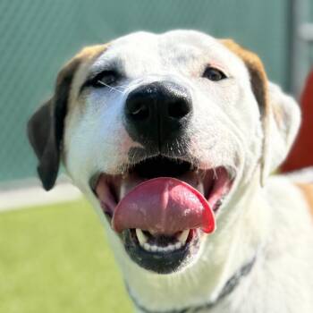 Pit Bull Terrier and Mixed Breed Dogs Available for Adoption in Nashville, Indiana - Marla | PetCurious