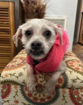 Rescue Shih Tzu Dogs for Adoption in Closter, New Jersey - Cinnabon | PetCurious