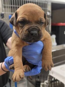 Muffin -  Black Mouth Cur and Staffordshire Bull Terrier Dog for Adoption in Columbia, Illinois - Muffin | PetCurious