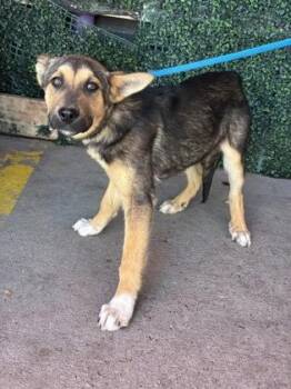 German Shepherd Dog and Mixed Breed Dogs Available for Adoption in El Paso, Texas - Gordo* | PetCurious
