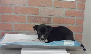 A2080716 -  Staffordshire Bull Terrier and Mixed Breed Dog for Adoption in Houston, Texas - A2080716 | PetCurious