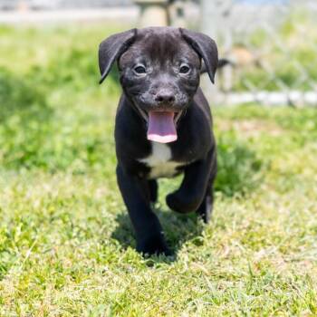 Rocky (fka Zebra Cakes) -  Mixed Breed Dog for Adoption in Wilmington, Delaware - Rocky (fka Zebra Cakes) | PetCurious