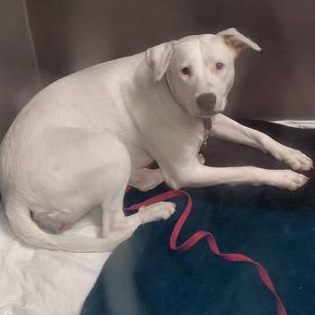 Cloud -  Labrador Retriever and Mixed Breed Dog for Adoption in Palm Springs, California - Cloud | PetCurious