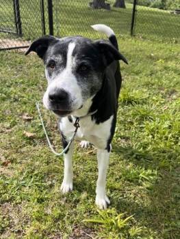 Mixed Breed Dogs Available for Adoption in Kansas City, Missouri - Marilyn | PetCurious