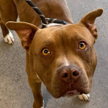 Mixed Breed Dogs Available for Adoption - Dolly | PetCurious