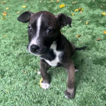Shepherd and Pit Bull Terrier Dogs Available for Adoption - Nami | PetCurious