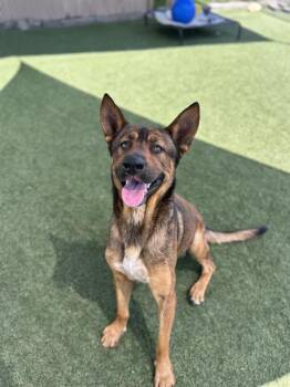 Rescue German Shepherd Dog and Mixed Breed Dogs for Adoption in Chula Vista, California - SERGEANT O'CHEESE | PetCurious