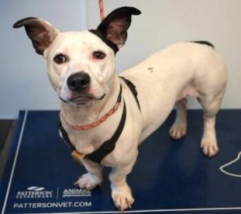 Isis -  Basset Hound and Mixed Breed Dog for Adoption in Bowling Green, Kentucky - Isis | PetCurious
