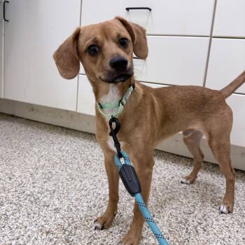 Tantor -  Mixed Breed Dog for Adoption in Auburn, Alabama - Tantor | PetCurious