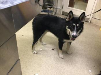 BLINK -  Siberian Husky and Mixed Breed Dog for Adoption in Riverside, California - BLINK | PetCurious