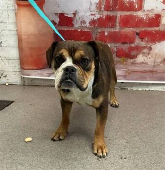 English Bulldog and Mixed Breed Dogs Available for Adoption in San Bernardino, California - VIOLET | PetCurious