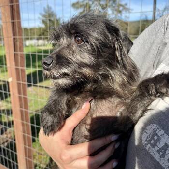 Terrier Dogs Available for Adoption in Sonoma, California - Matilda | PetCurious