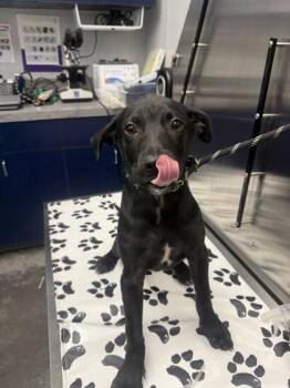 Labrador Retriever and Mixed Breed Dogs Available for Adoption in North Charleston, South Carolina - 05644b Sasuke | PetCurious