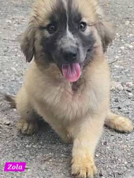 Zola -  Great Pyrenees Dog for Adoption in Alexander, Arkansas - Zola | PetCurious