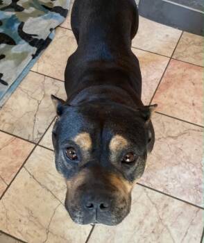 Tank -  American Bully Dog for Adoption in Lodi, California - Tank | PetCurious