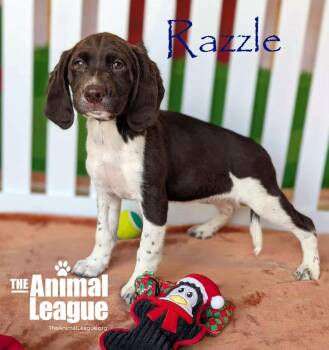 Rescue English Springer Spaniel and Chocolate Labrador Retriever Dogs for Adoption in Groveland, Florida - Razzle | PetCurious