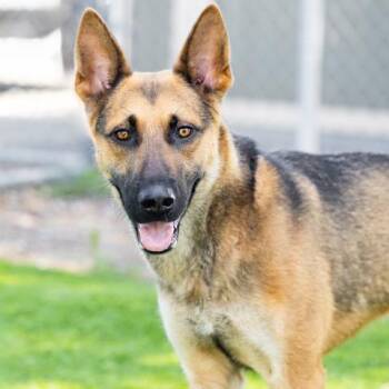 Rescue German Shepherd Dog Dogs for Adoption in Camarillo, California - FLYNN | PetCurious