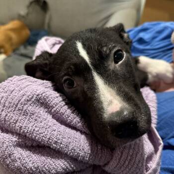 Rescue Labrador Retriever and Pointer Dogs for Adoption in Partlow, Virginia - Kismet | PetCurious