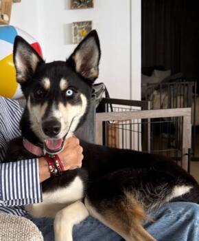 Mabel -  Siberian Husky Dog for Adoption in Manhattan Beach, California - Mabel | PetCurious