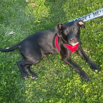 Rescue Black Labrador Retriever Dogs for Adoption in Wayne, New Jersey - River | PetCurious