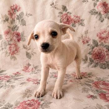 Donny -  Chihuahua Dog for Adoption in Tucson, Arizona - Donny | PetCurious