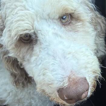 JUSTICE -  Poodle Dog for Adoption in La Grange, Kentucky - JUSTICE | PetCurious