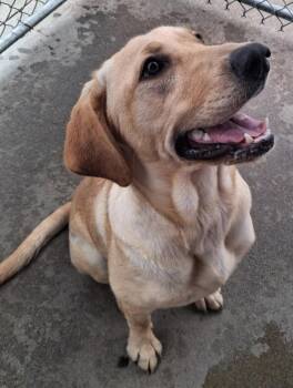 Brida -  Labrador Retriever and Mixed Breed Dog for Adoption in Murphysboro, Illinois - Brida | PetCurious